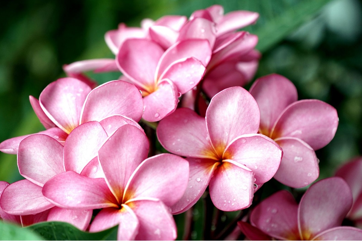 Paisagismo de Verão: Plumeria - Imagem do Canva