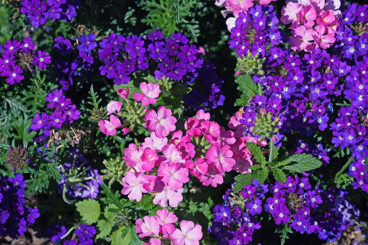 Paisagismo de Verão: Verbena - Imagem do Canva