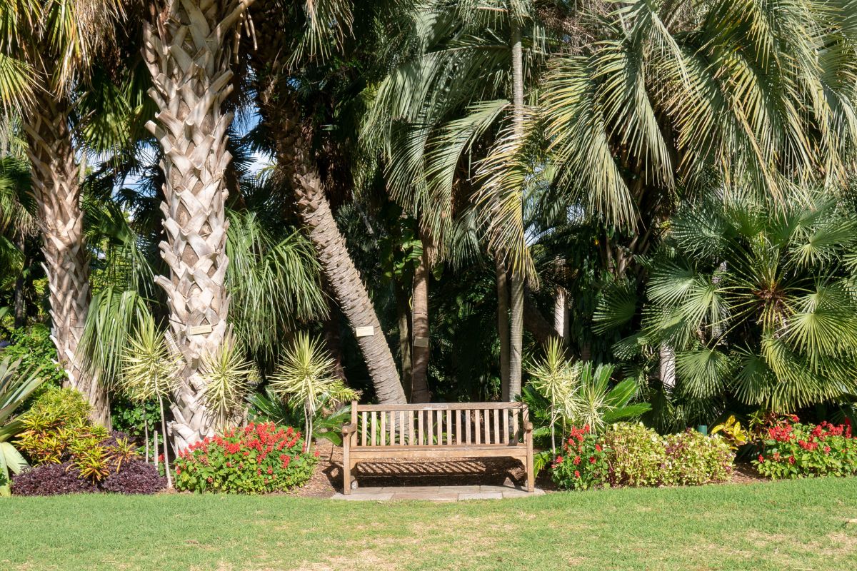 Palmeiras - Jardim - Reprodução Canva