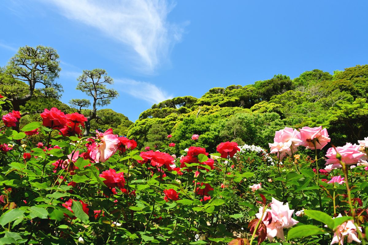 Rosas - Reprodução Canva