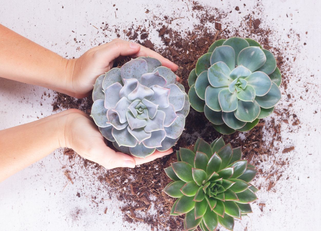 Mudas de suculenta: veja como fazer e conceituar seu paisagismo / Reprodução: Canva.
