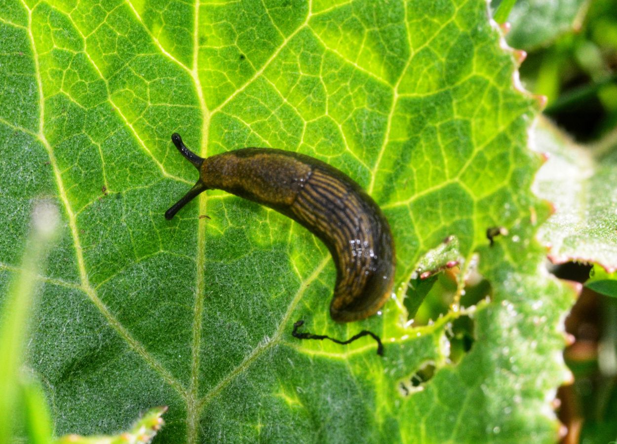 Paisagismo e plantas: acabe com lesmas e caracóis no seu jardim / Reprodução: Canva.