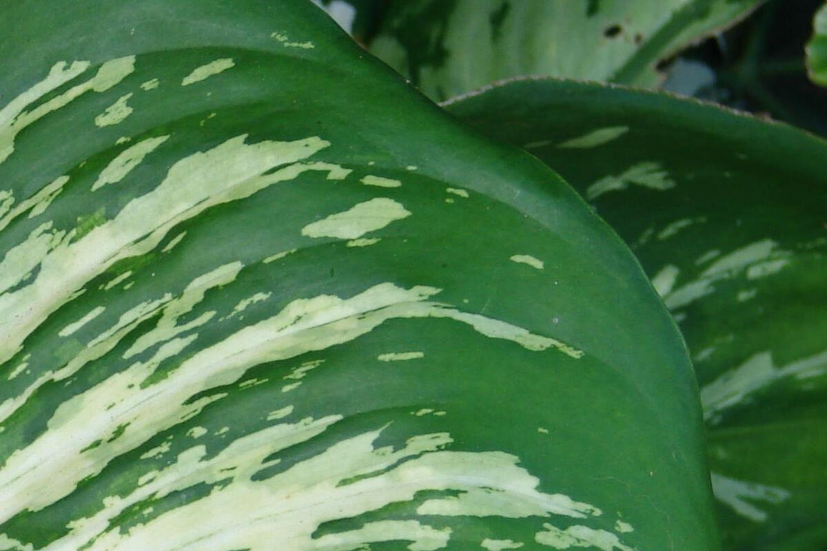 Como plantar e cultivar comigo-ninguém-pode e ter um paisagismo de tirar o ar - Canva