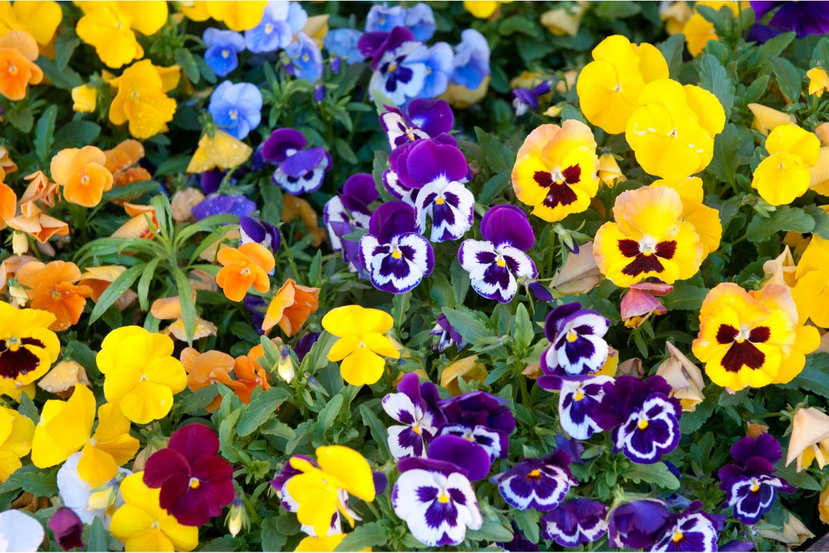 Amor-perfeito; flores com cores incríveis que vão deixar seu jardim um verdadeiro projeto de paisagismo; saiba como plantar - Canva