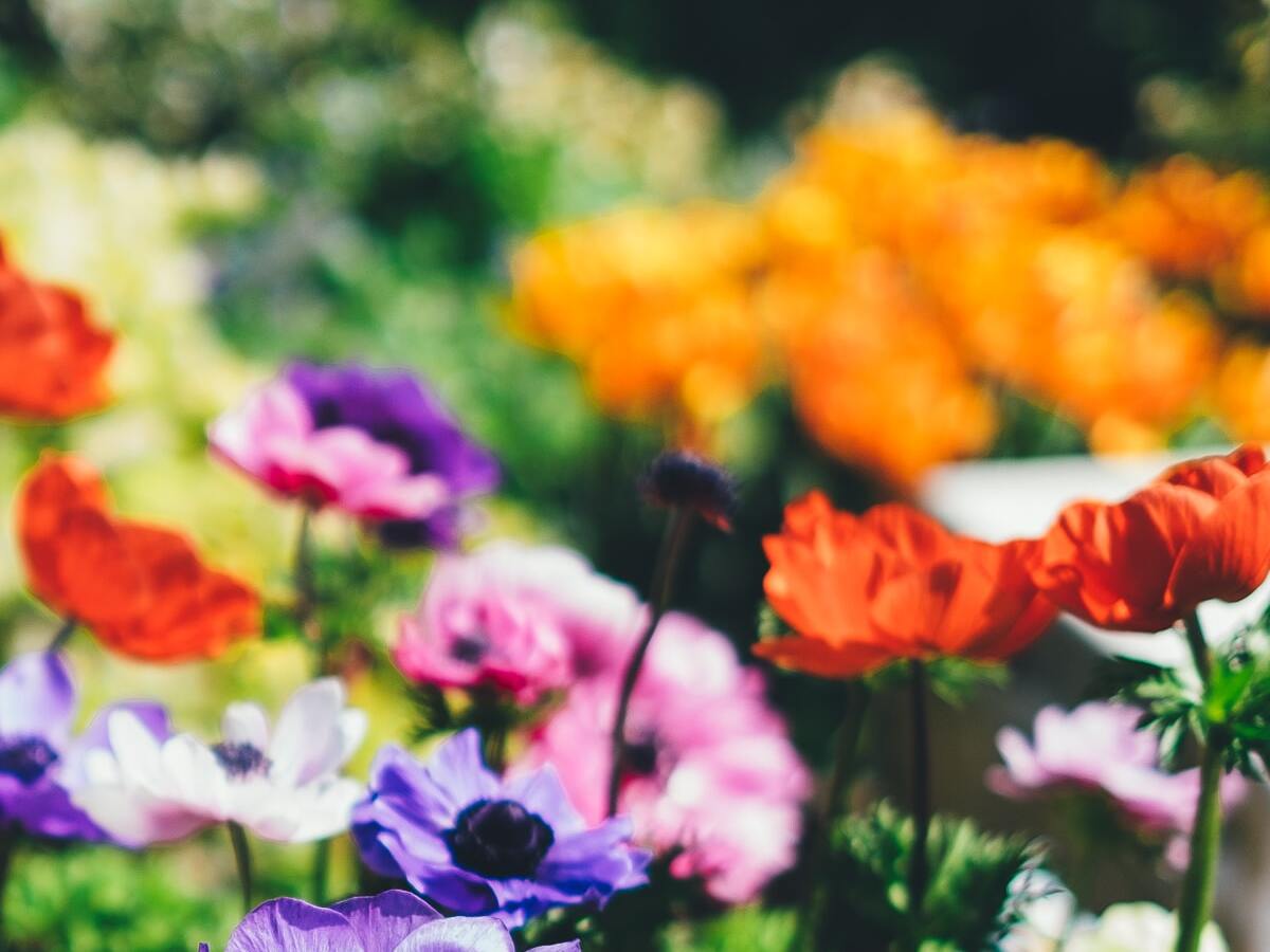 Tendências de plantas de paisagismo para usar na decoração de casa - Canva