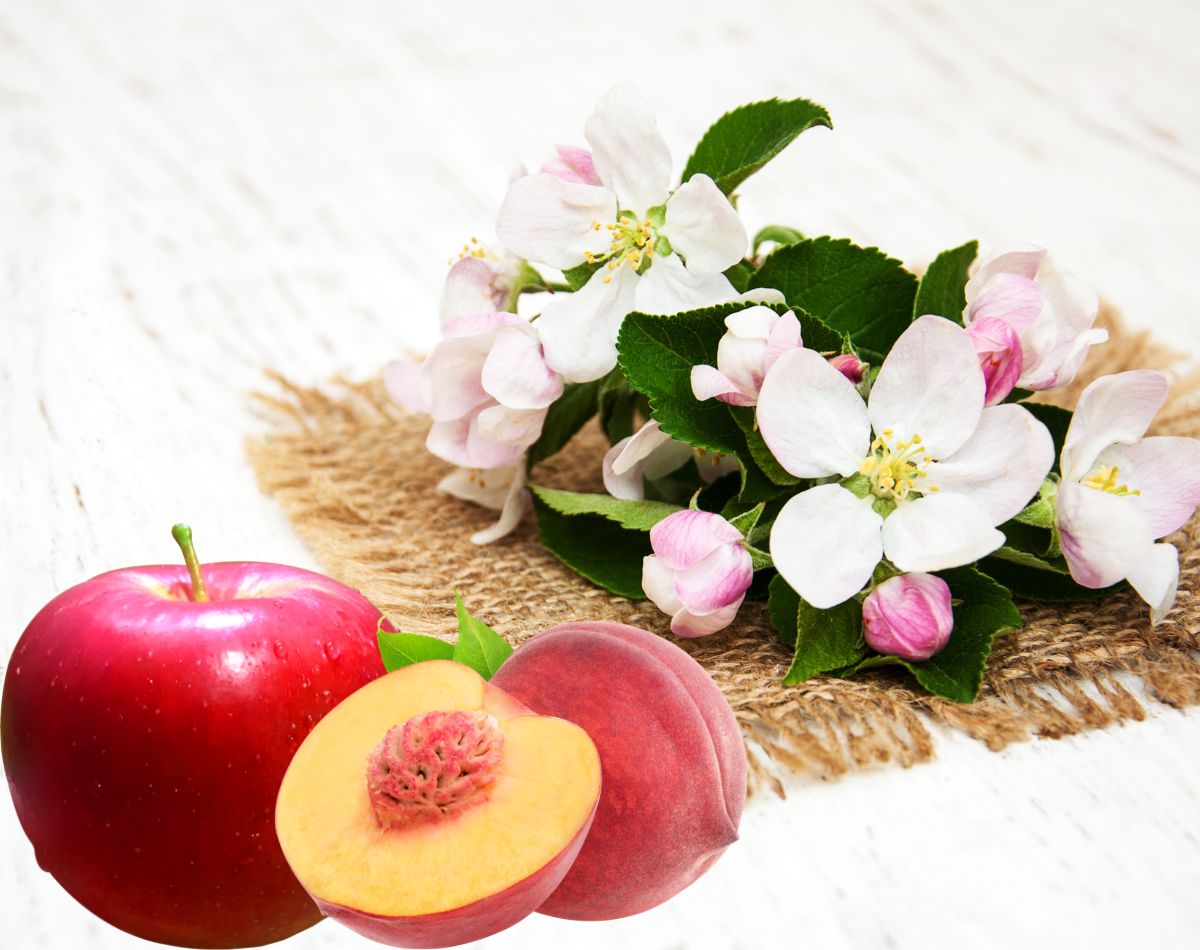 chá com flores - paisagismo