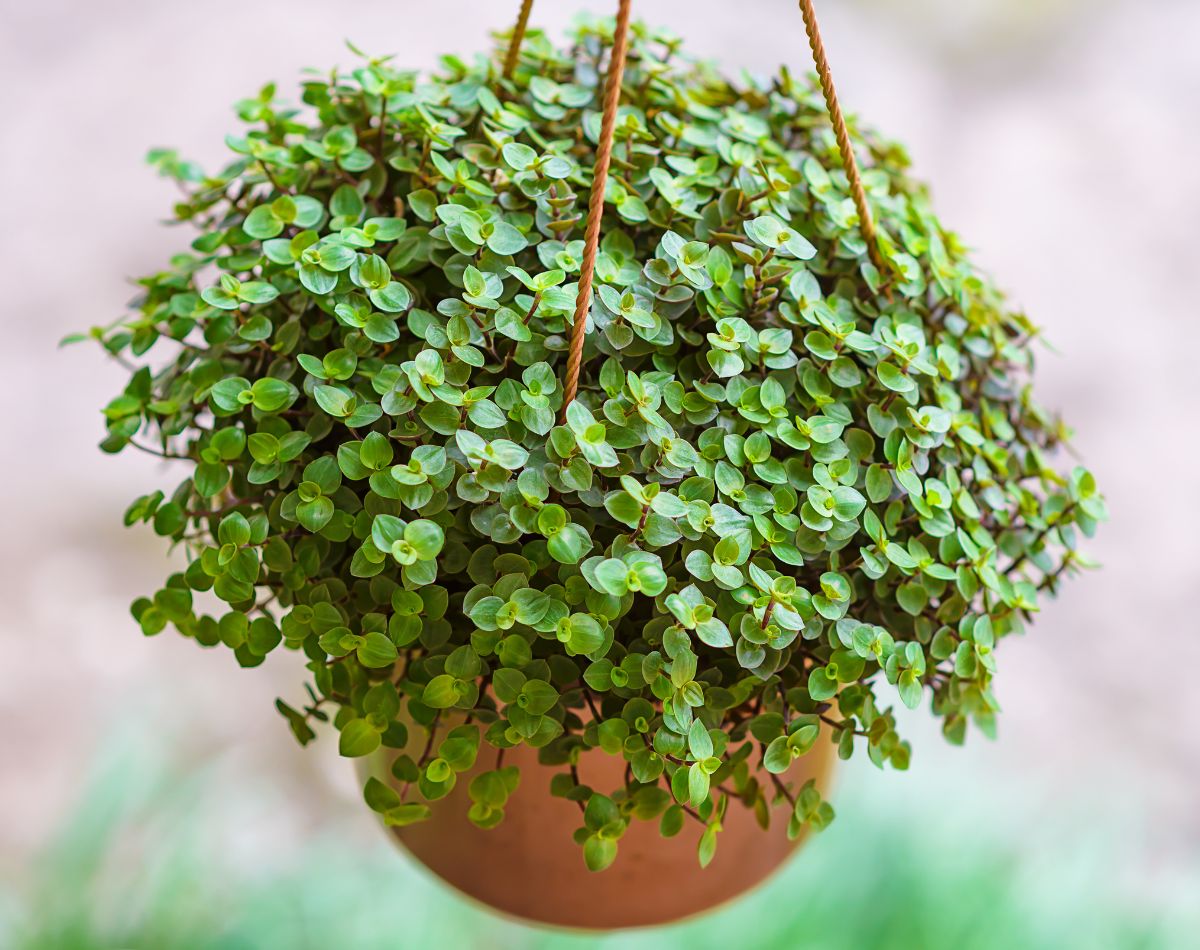 dinheiro-em-penca - paisagismo