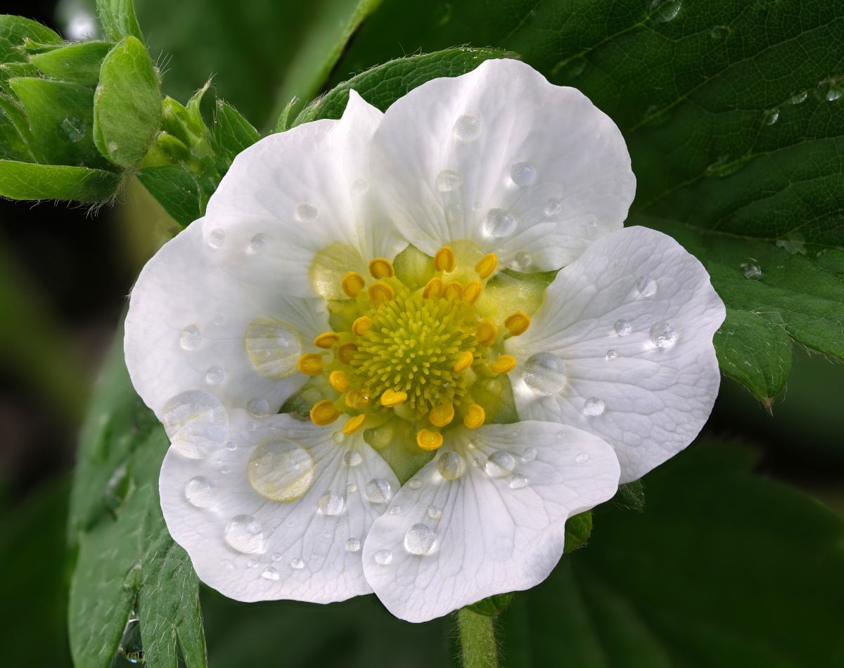 flor do morango - paisagismo