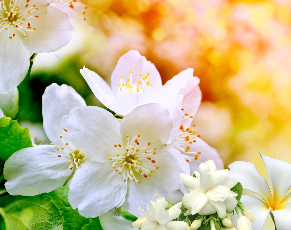 flores de verão - paisagismo