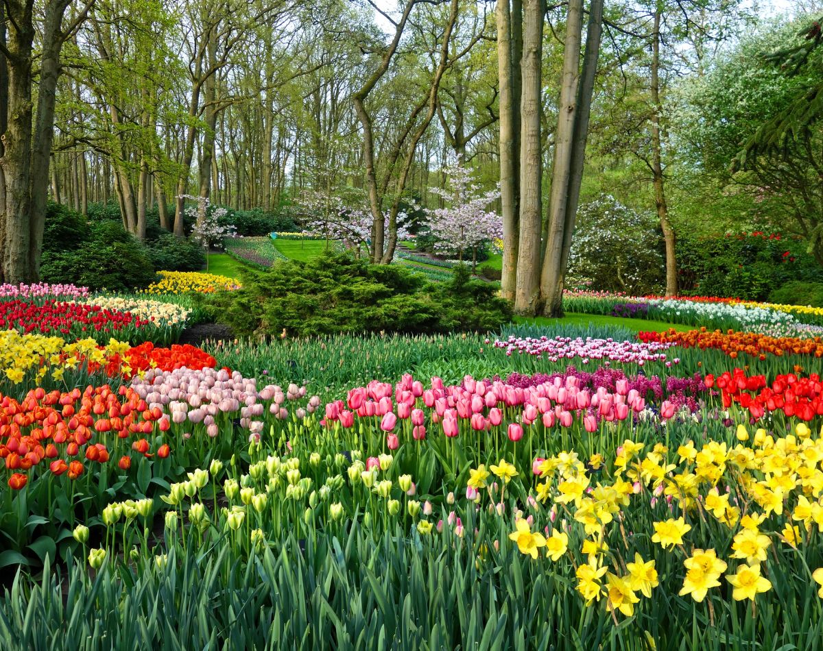 flores resistentes - paisagismo