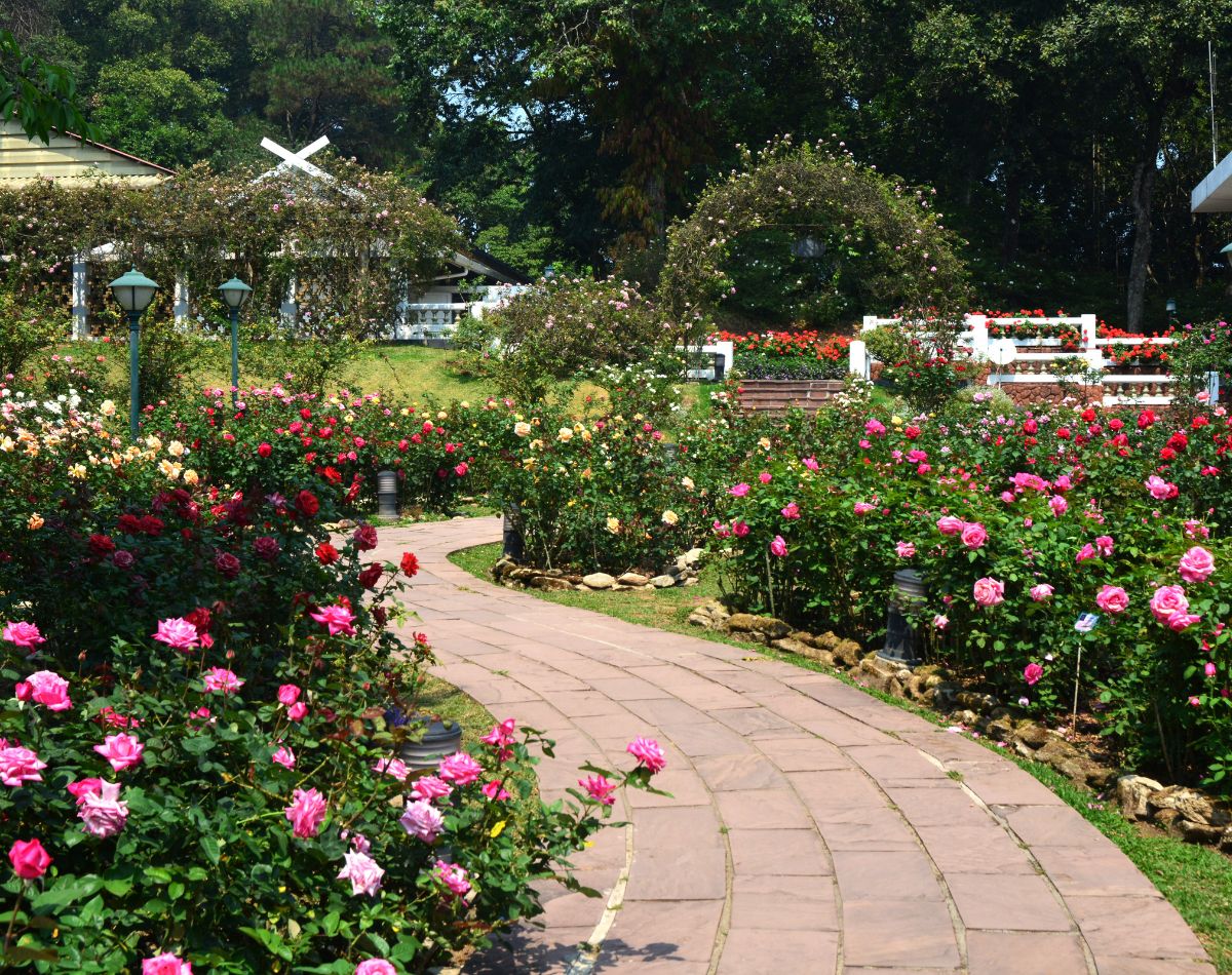 flores resistentes - paisagismo