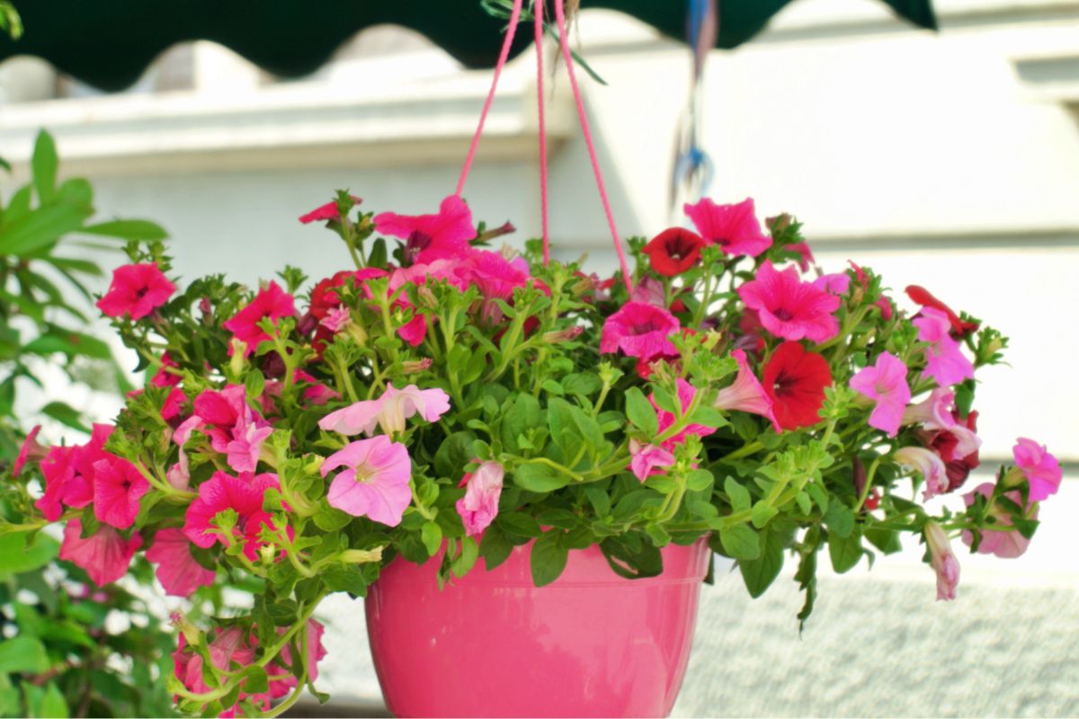 3 truques com flores suspensas para fazer paisagismo até dentro de casa - Canva