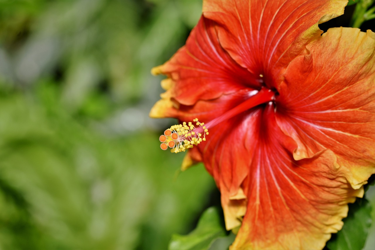 Conheça as propriedades das flores do hibisco e vaja quais são os seus benefícios - Foto: Pixabay