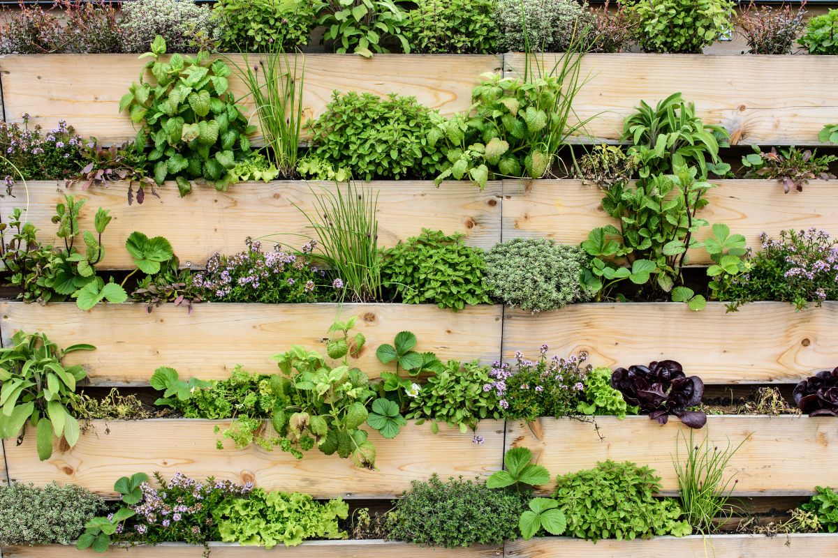 horta suspensa - reprodução do canva