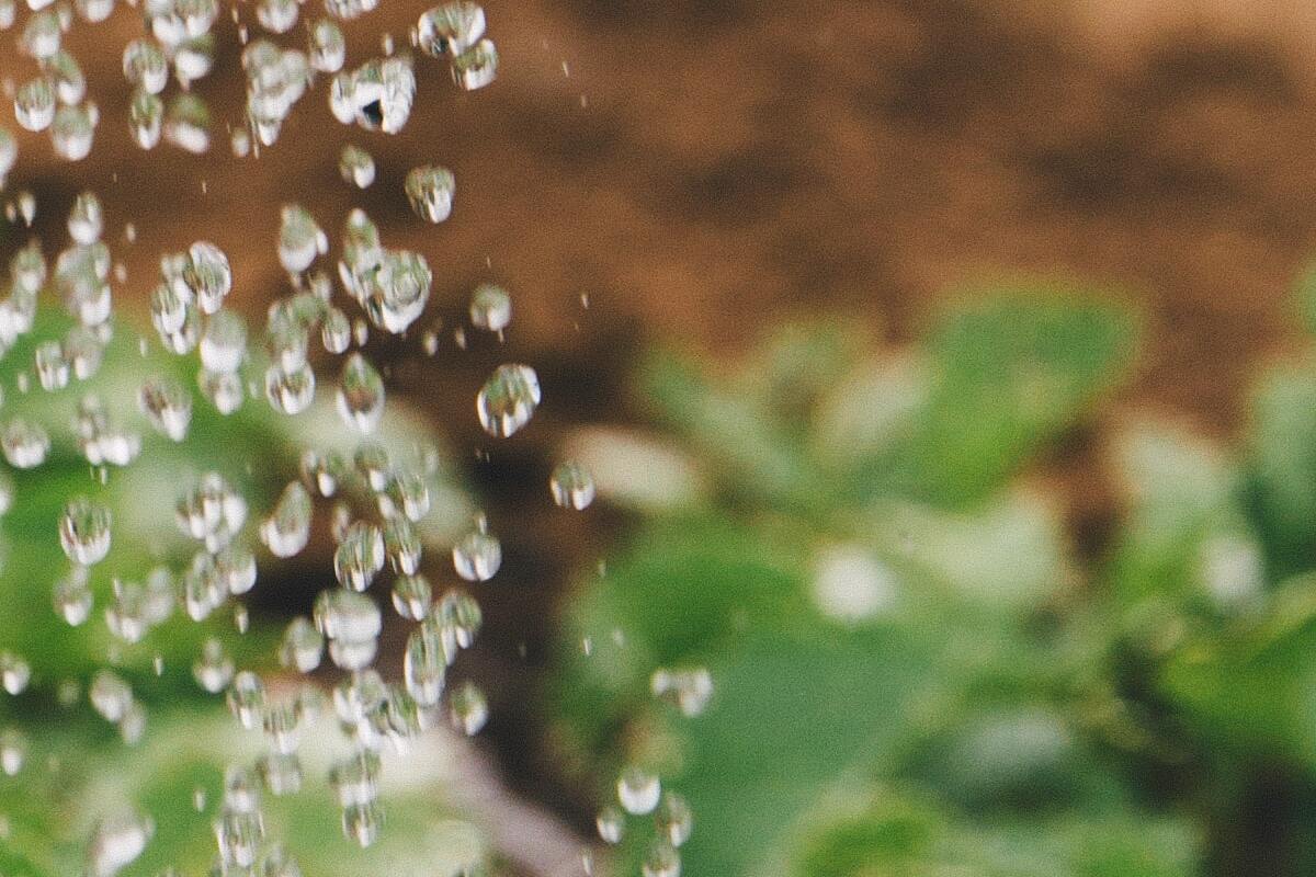 Como plantar manjericão? Deixe sua horta com ar de paisagismo e usufrua de um bom tempero - Uns Plash