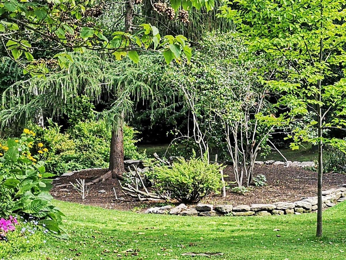 Como cultivar Pleomele? Dicas para cuidar de uma das maiores plantas do paisagismo - Fonte: Unsplash