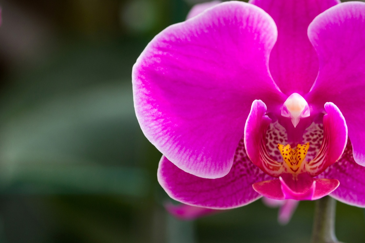 Como plantar e cultivar olho de boneca e ter um paisagismo de tirar o ar - Freepik