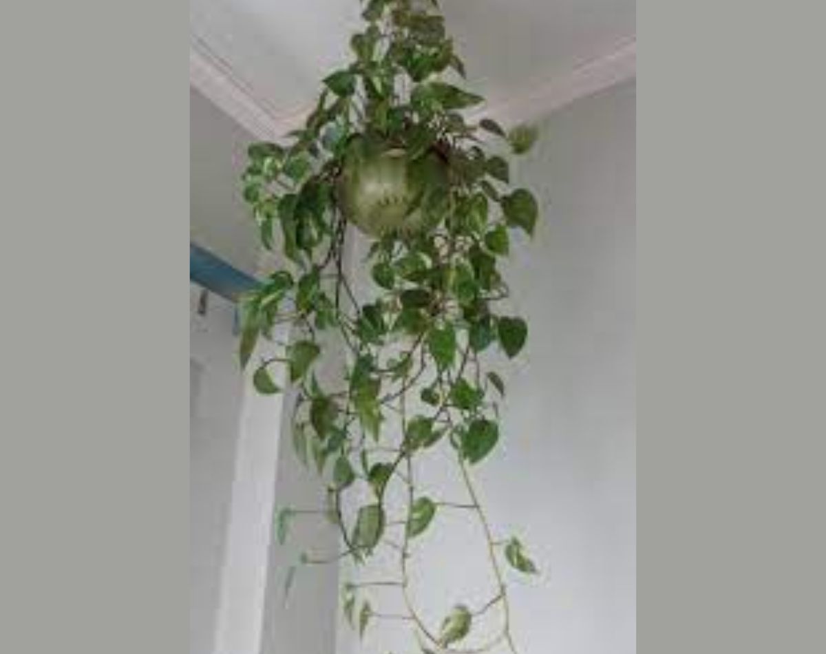 planta jiboia - paisagismo