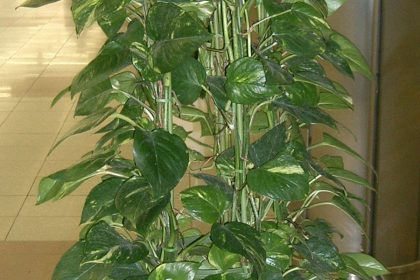 planta jiboia - paisagismo