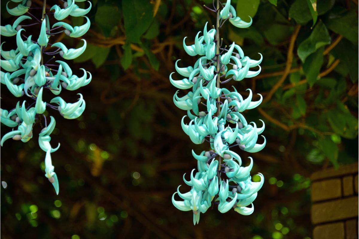 3 plantas desconhecidas que vão mudar totalmente sua ideia de paisagismo - Reprodução Canva