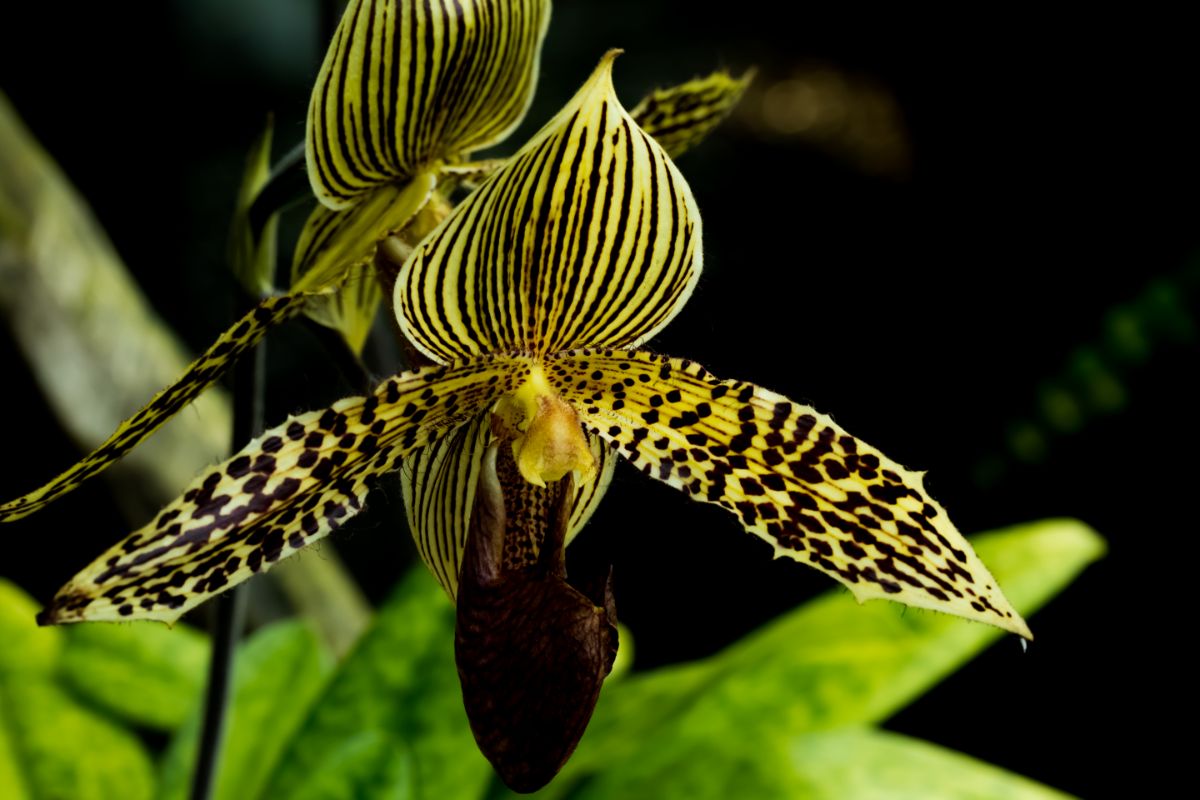 3 plantas desconhecidas que vão mudar totalmente sua ideia de paisagismo - Reprodução Canva