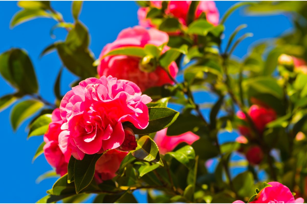 3 plantas desconhecidas que vão mudar totalmente sua ideia de paisagismo - Reprodução Canva