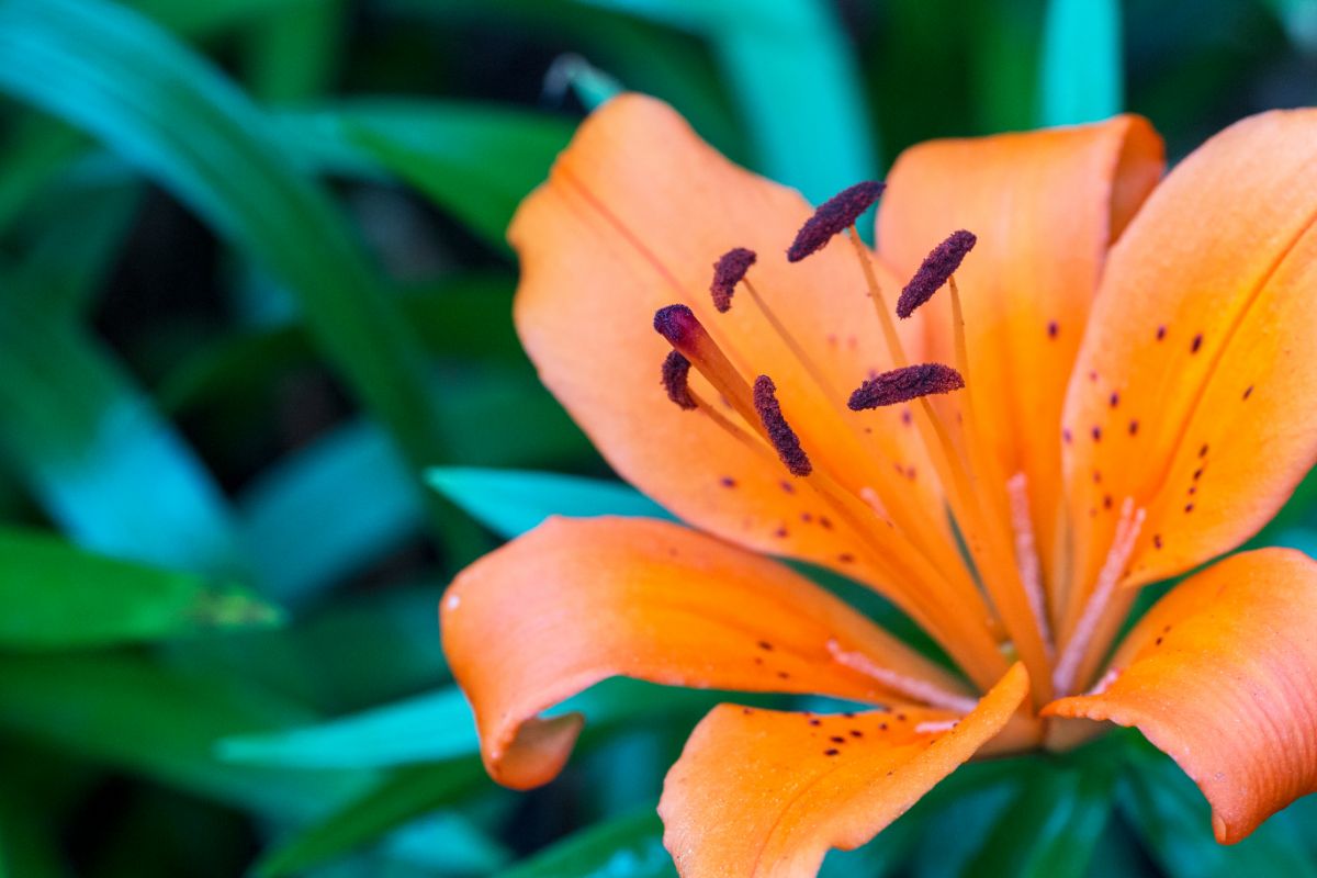 3 plantas desconhecidas que vão mudar totalmente sua ideia de paisagismo - Reprodução Canva