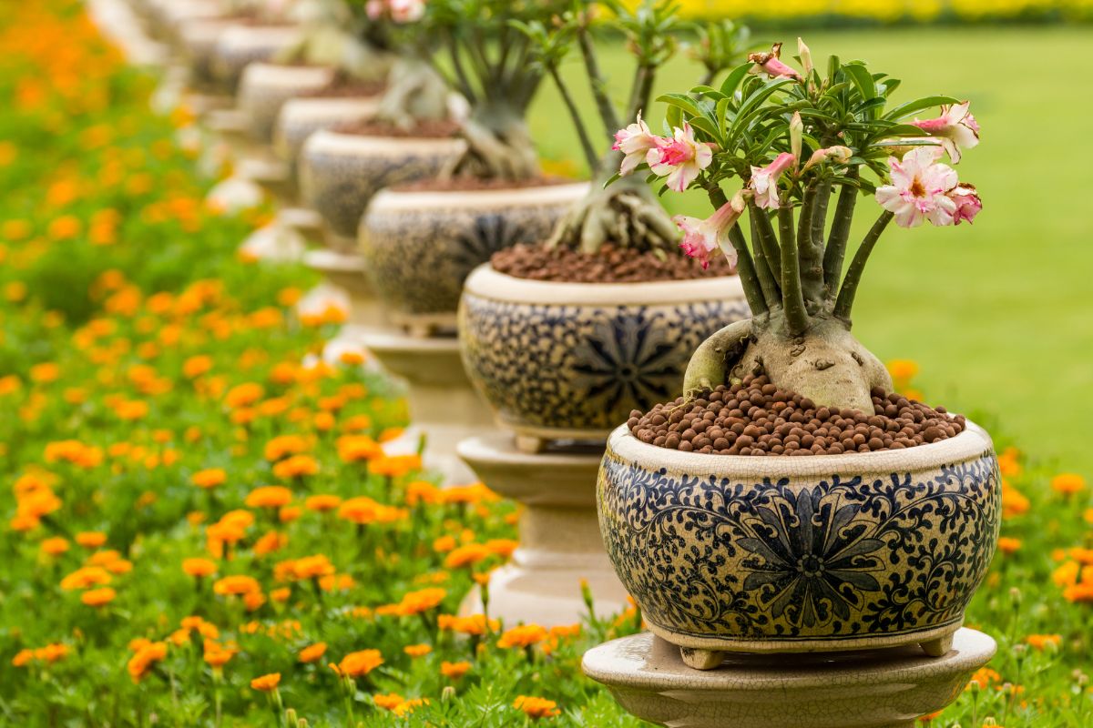 rosas do deserto - reprodução do canva