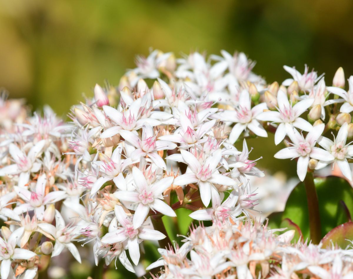 suculentas paisagismo