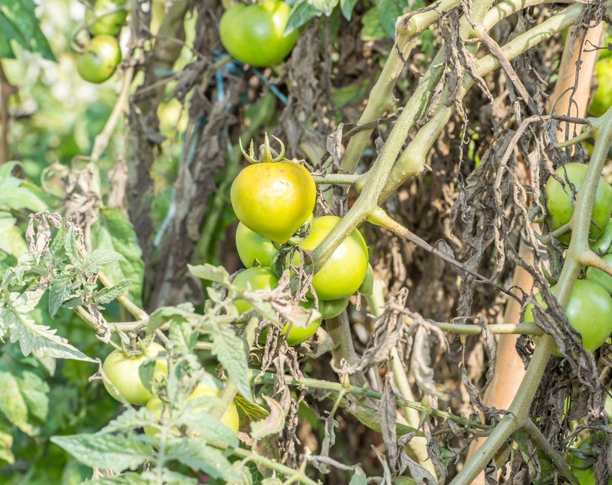 tomate do mato - paisagismo