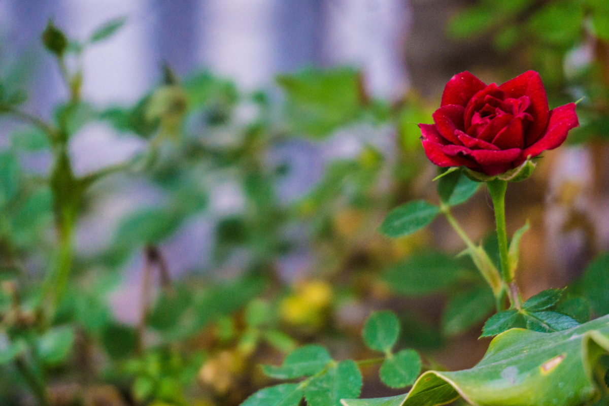 Aprenda Como fazer o plantio de mini rosas de forma certeira - Reprodução Canva