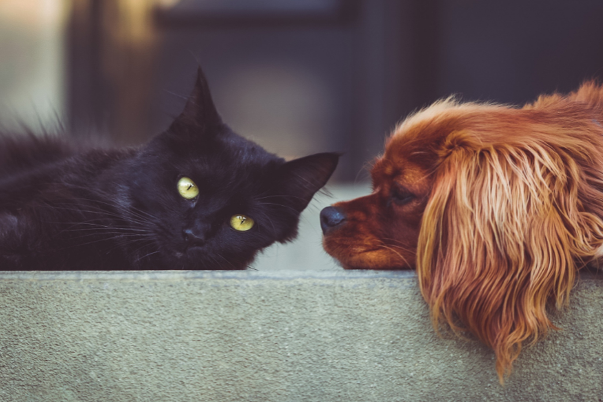 Aprenda Como fazer para habituar cão e gato juntos - Reprodução Canva