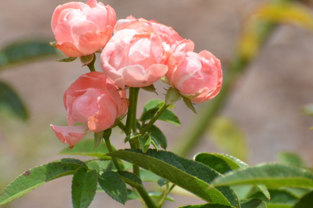 Como fazer o plantio de mini rosas de forma certeira - Reprodução Canva