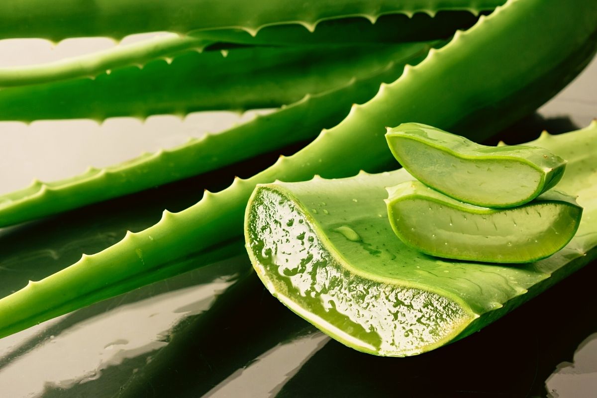 Babosa: conheça os benefícios que essa planta pode oferecer a sua saúde - Imagem Reprodução Canva