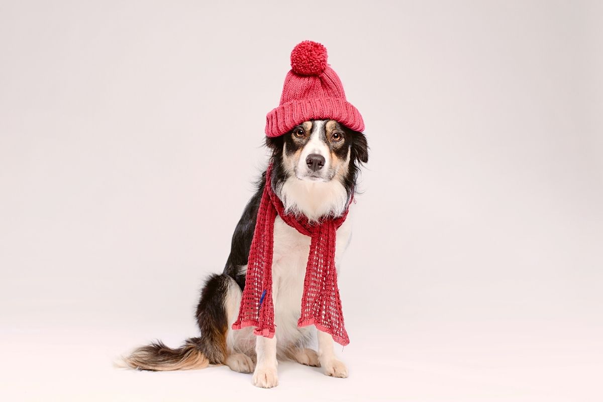 Inverno com os pets: confira quais cuidados são necessários durante os dias frios - Imagem Reprodução Canva