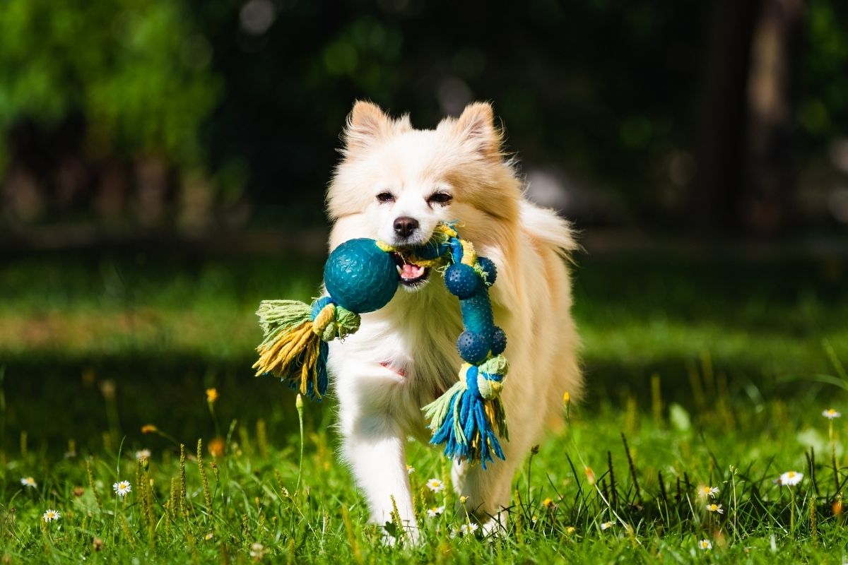 Como fazer brinquedos caseiros para divertir seu cachorro; confira como é fácil e barato de produzir - Imagem Reprodução Canva
