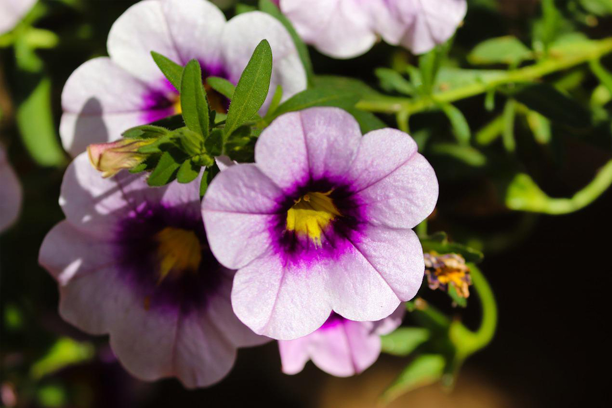Como plantar petúnia em casa facilmente gastando pouco? veja os cuidados e dicas para plantar suas flores