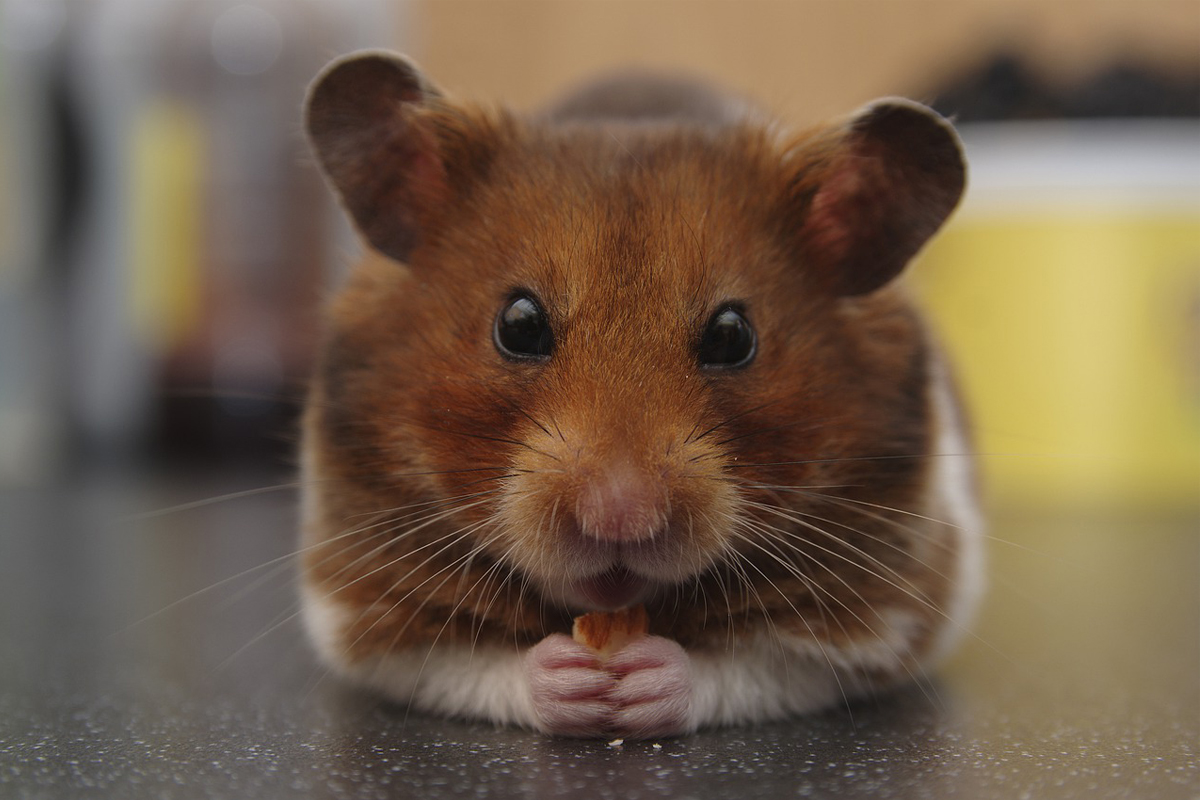 Como fazer para criar e cuidar de hamster? Aprenda os principais cuidados e dicas para tomar conta desses pets