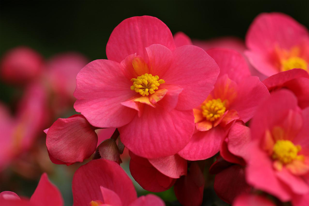 Como fazer para plantar begônia? Essa flor linda e colorida é perfeita para embelezar qualquer ambiente