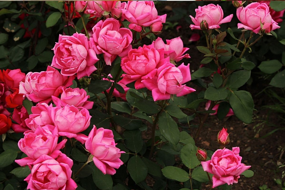 Veja como cultivar rosas no seu quintal e aproveite a estação
