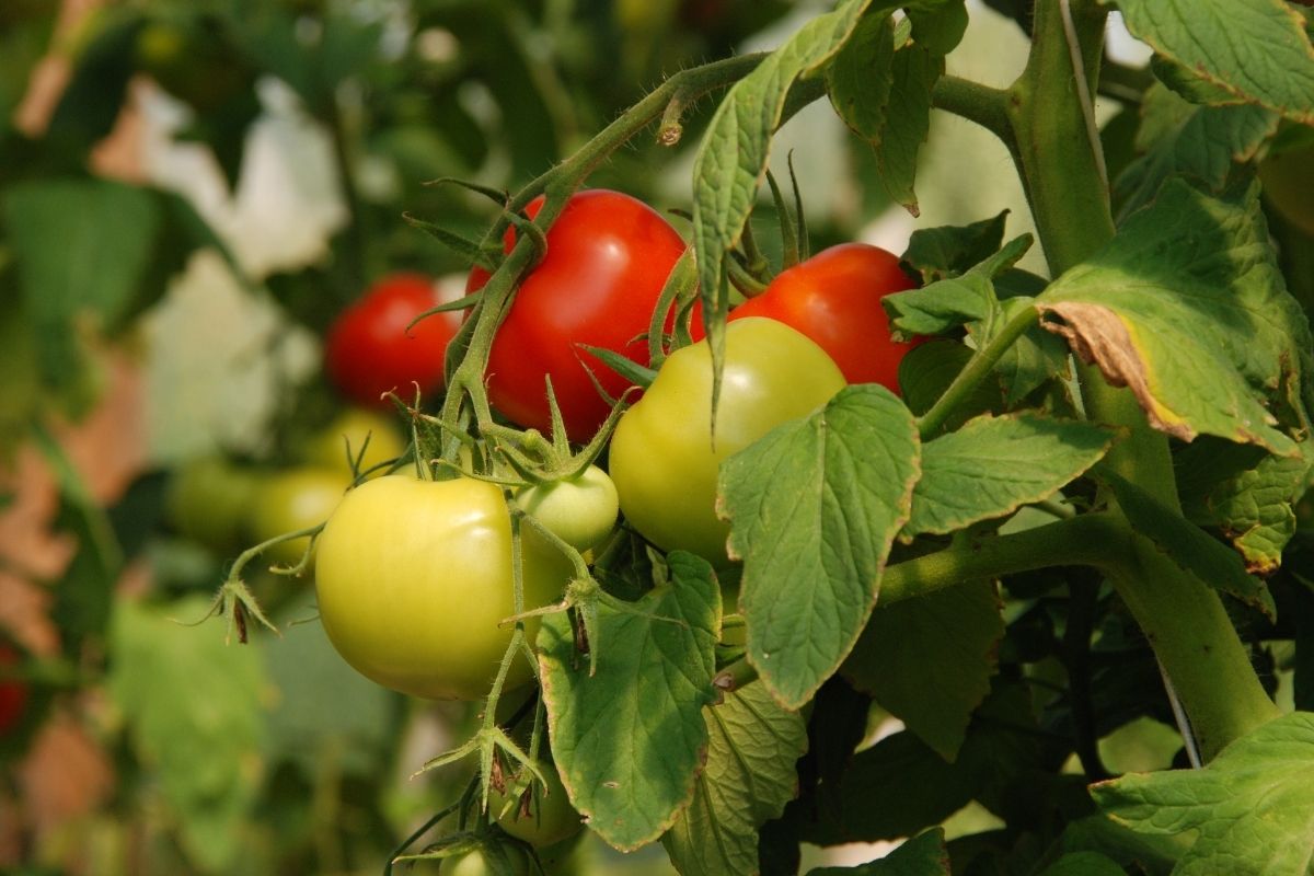 Confira o jeito mais simples de plantar tomate em casa; veja o passo a passo