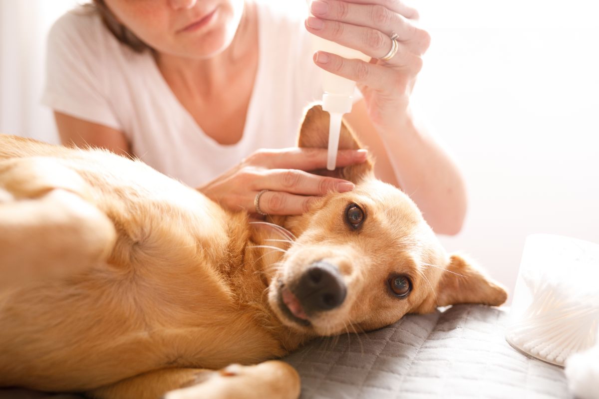 Como limpar orelha de cachorro? Veja o guia completo para deixar o ouvido do seu pet limpo e saudável. Fonte: Canva