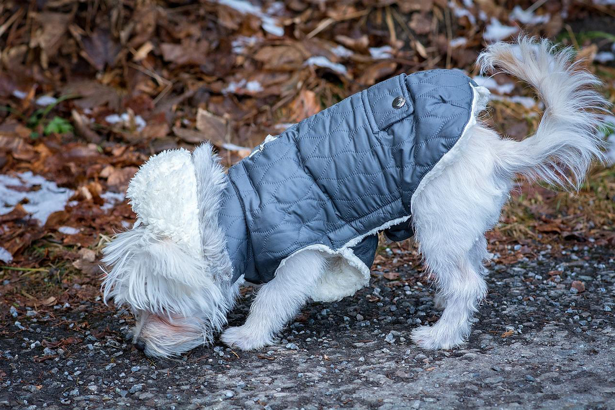 Como saber se seu cachorro pode usar roupa? Aprenda cuidados importantes para vestir seu pet