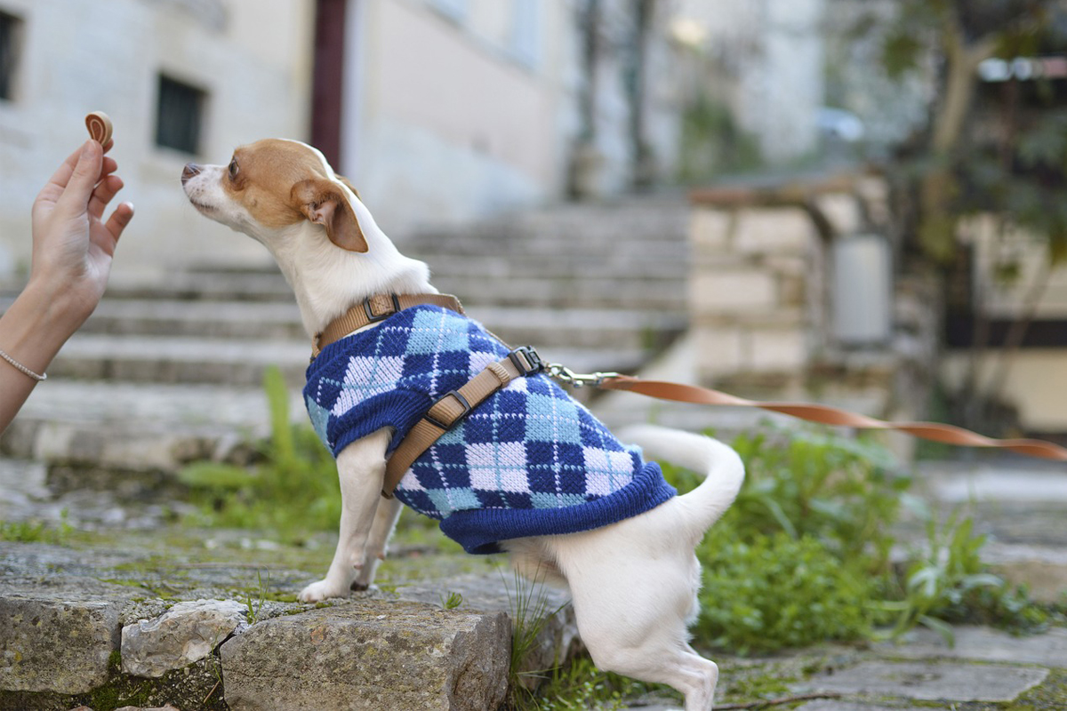 Como saber se seu cachorro pode usar roupa? Aprenda cuidados importantes para vestir seu pet