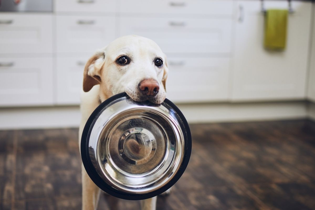 3 Alimentos Que São Proibidos Para Os Cães E Que Você Não Sabe - Canva