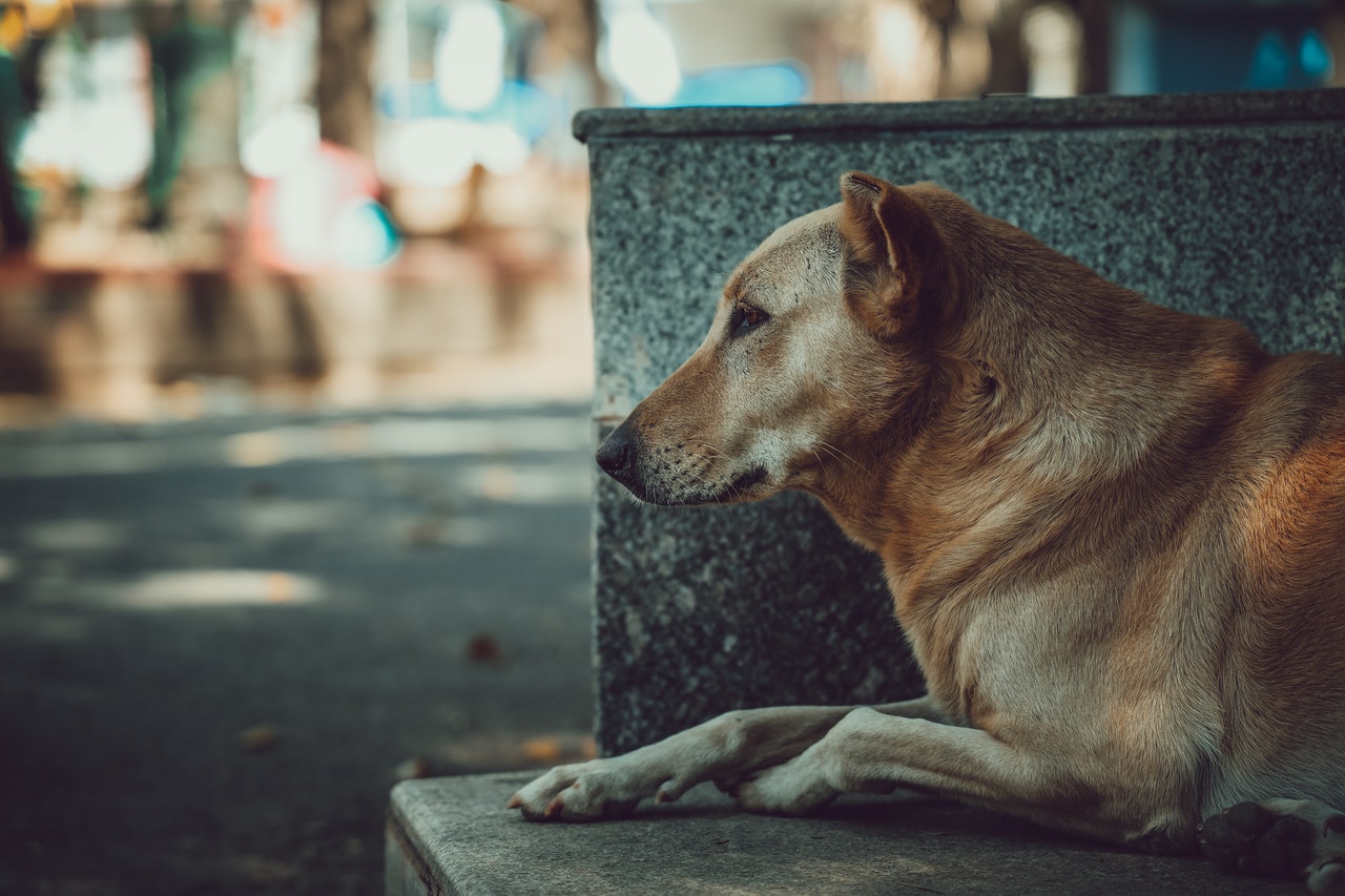 Cães e gatos resgatados o que você deve fazer ao retirar um animal das ruas reprodução pexels