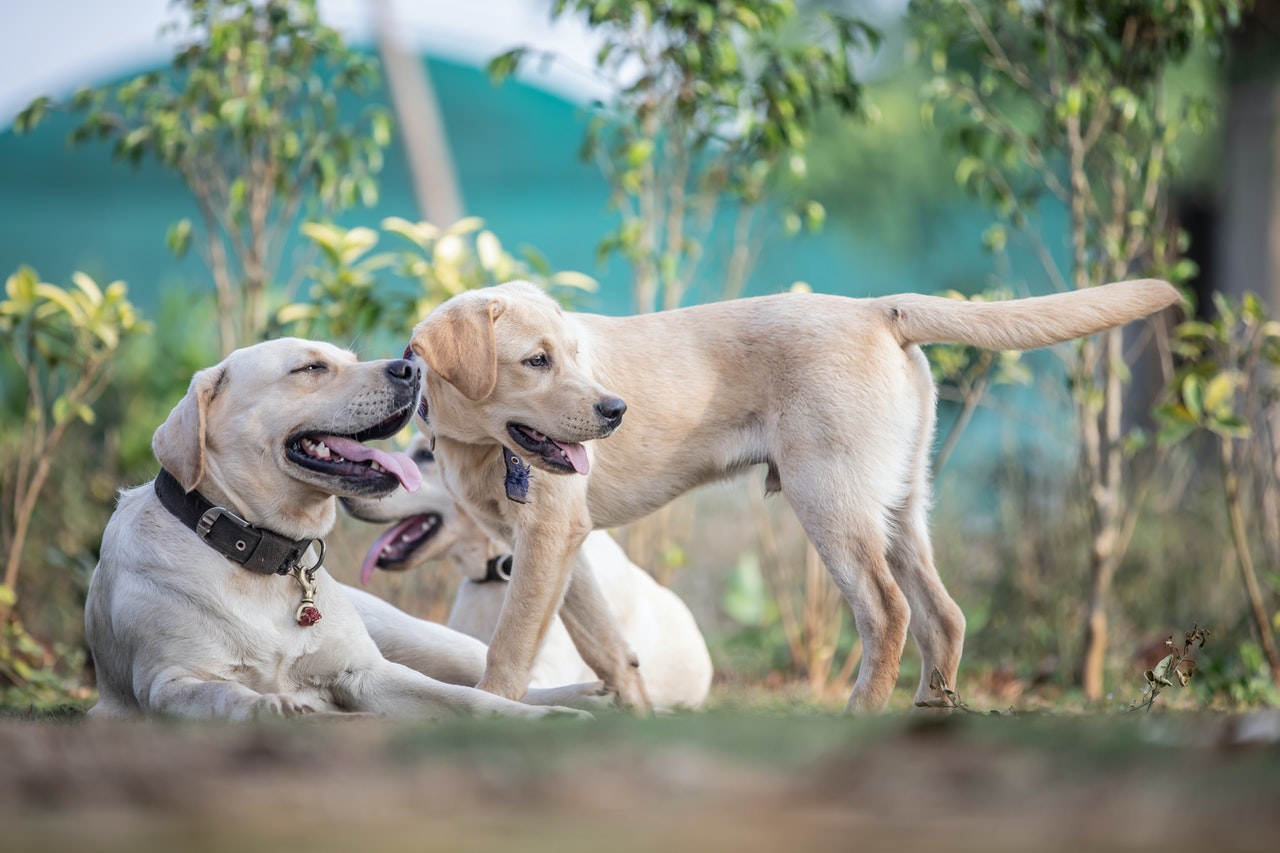 Tártaro em cachorros: veja como prevenir e quando fazer a limpeza no veterinário reprodução pexels