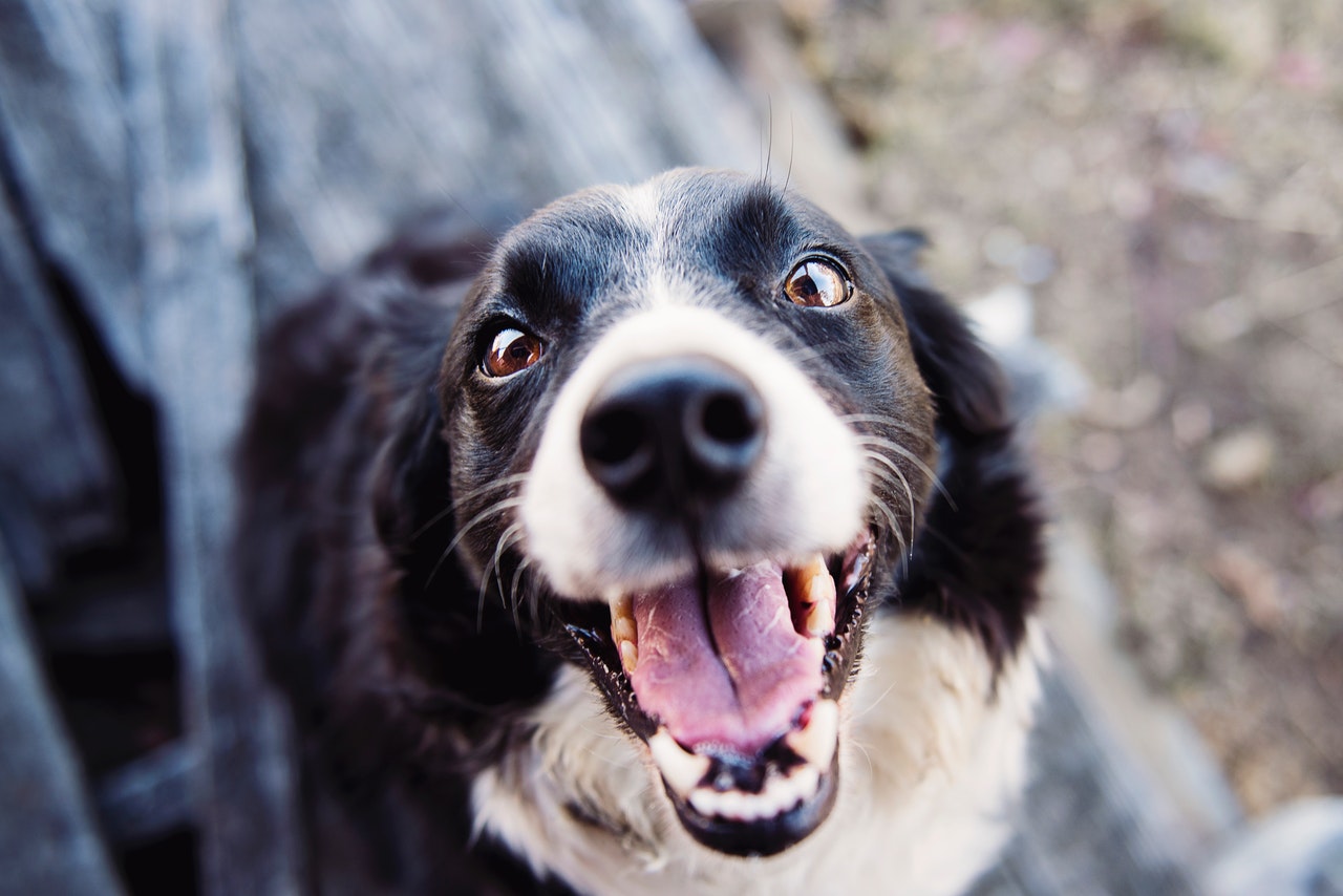 Tártaro em cachorros: veja como prevenir e quando fazer a limpeza no veterinário reprodução pexels2