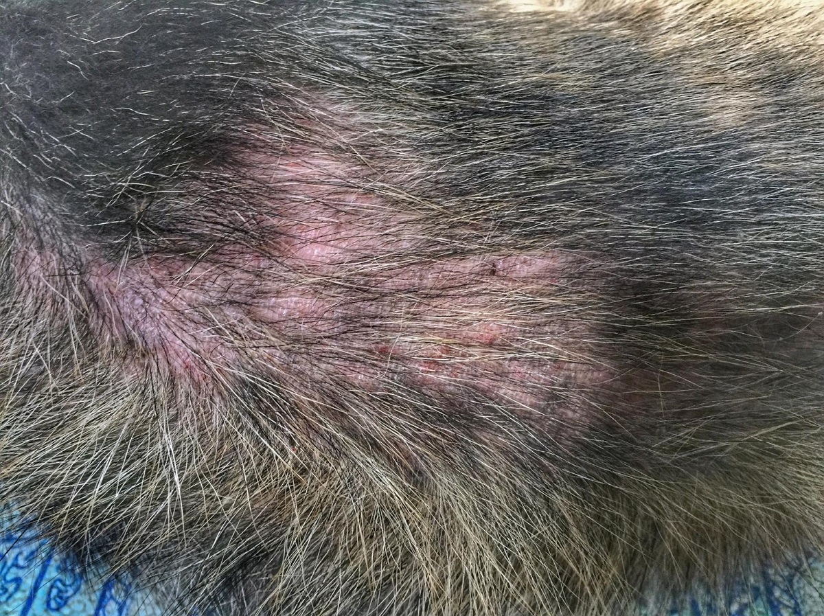 Dermatite canina veja quais são os tipos e quais os tratamentos para o seu cão foto reprodução canva2
