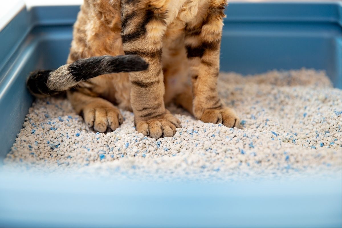 acabe com o mau cheiro na caixa de areia do seu gato - reprodução do canva